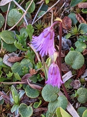 Soldanella pusilla