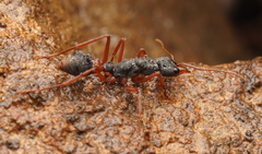 Myrmecia esuriens