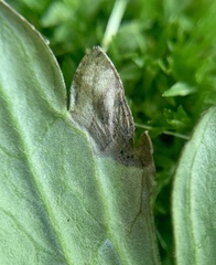 Pseudodineura fuscula