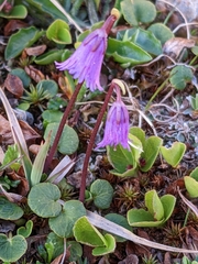 Soldanella pusilla