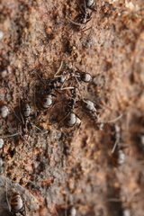 Prolasius nitidissimus