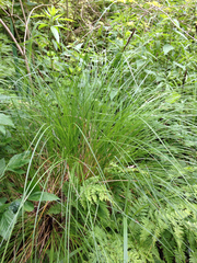 Carex paniculata