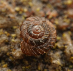 Paralaoma mucoides