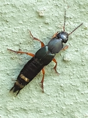 Platydracus fulvipes