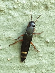 Platydracus fulvipes