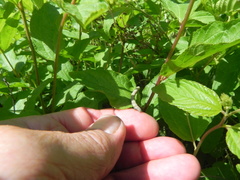 Apodrepanulatrix liberaria