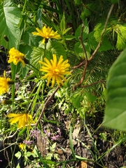 Crepis paludosa