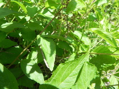 Apodrepanulatrix liberaria