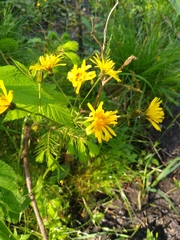 Crepis paludosa