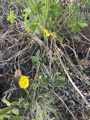 Potentilla crebridens