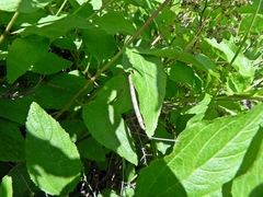 Apodrepanulatrix liberaria