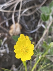 Potentilla crebridens