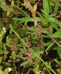 Polygonum plebeium