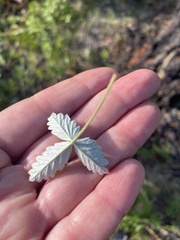 Potentilla crebridens