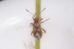 Rhopalus parumpunctatus