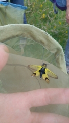 Libelloides longicornis