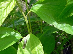 Apodrepanulatrix liberaria