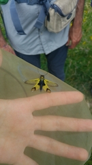 Libelloides longicornis