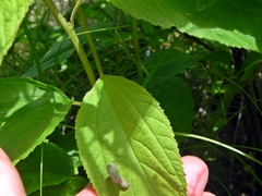 Apodrepanulatrix liberaria