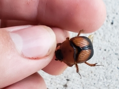 Bolbocerosoma bruneri