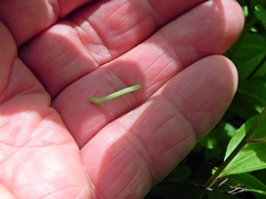 Apodrepanulatrix liberaria