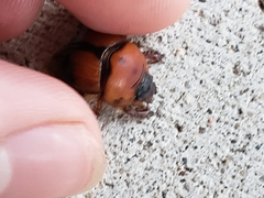 Bolbocerosoma bruneri