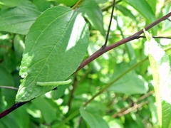 Apodrepanulatrix liberaria