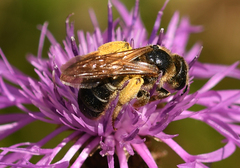 Halictus quadricinctus