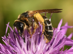 Halictus quadricinctus