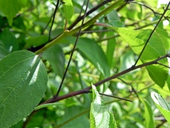 Apodrepanulatrix liberaria