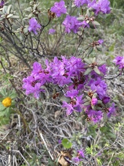 Rhododendron parvifolium