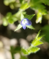 Veronica biloba