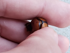 Bolbocerosoma bruneri