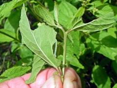 Apodrepanulatrix liberaria