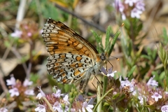 Melitaea pseudornata