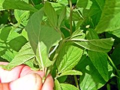 Apodrepanulatrix liberaria