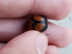 Bolbocerosoma bruneri