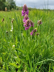 Dactylorhiza purpurella