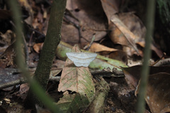 Heteralex rectilineata