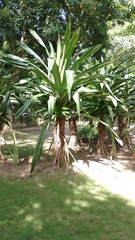 Pandanus dubius