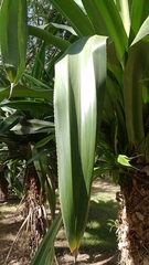 Pandanus dubius