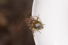 Rhopalus parumpunctatus