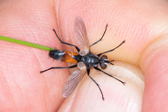 Cylindromyia brassicaria