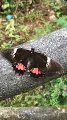 Parides iphidamas