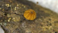 Marasmius