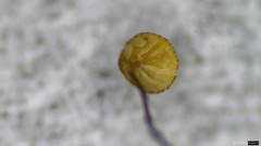 Marasmius