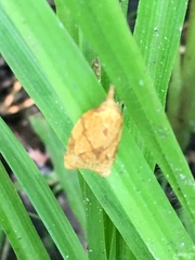 Cenopis reticulatana