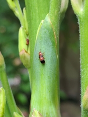 Caplothorax melanopterus