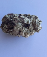 Lithophyllum incrustans