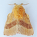 Tent Caterpillar Moths - Photo (c) Bill Keim, some rights reserved (CC BY)